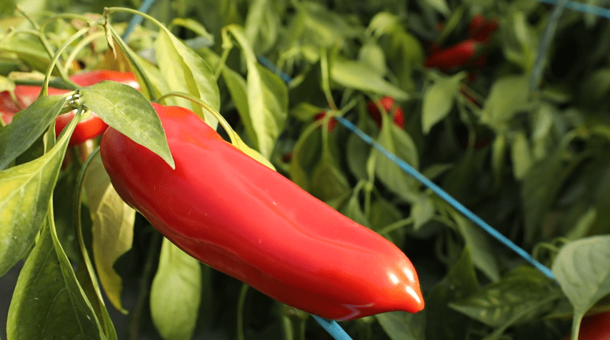 马鞍山辣椒大量上市 保障节日市场供应_和县_蔬菜_种植