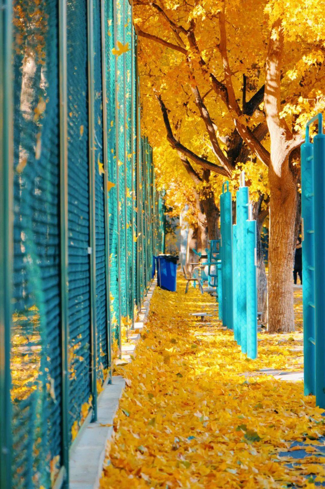 翻开,北外时光相册里的2023._变迁_万物_夏日