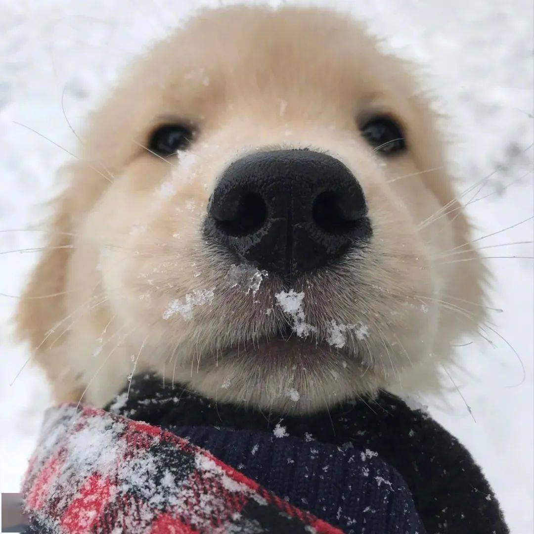 可爱沙雕狗狗头像