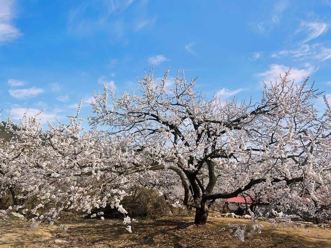 周密部署,真抓实干,为庄河市高质量发展贡献太平岭力量