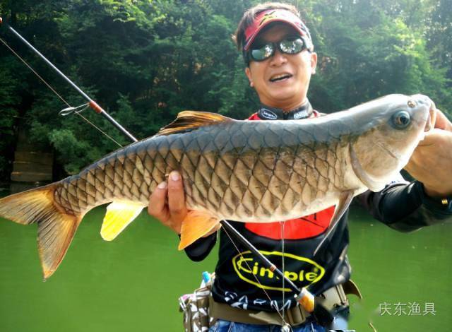 每天认识一种鱼(25)丨中华倒刺鲃:长了胡子的"鲫鱼",虽难养但好吃!