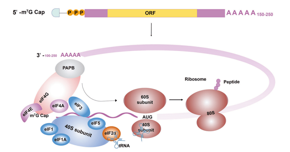 信使rna(mrna)是一種從dna鏈轉錄而來的單鏈核糖核