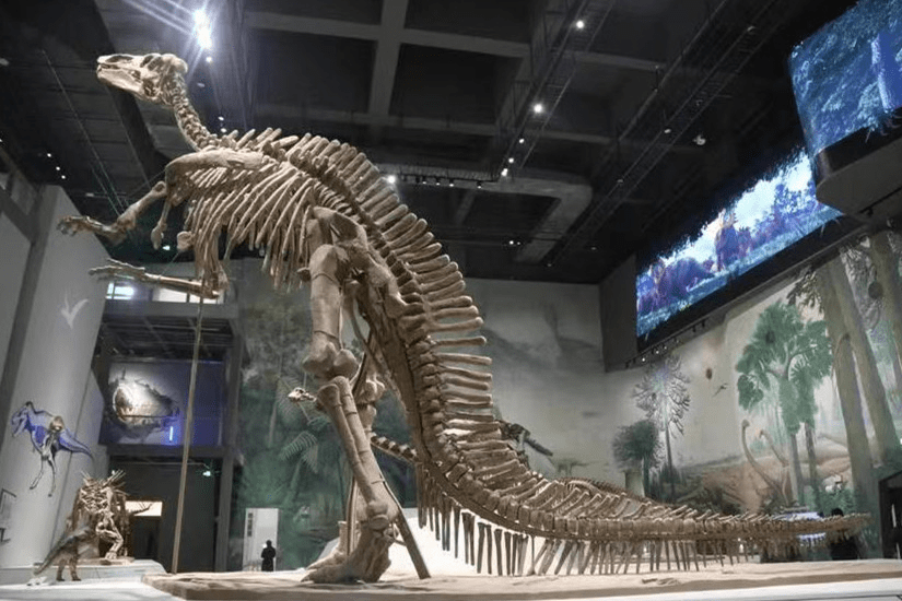 多达30余吨,部分龙骨被装配成两具恐龙骨架,分别陈列在中国自然博物馆