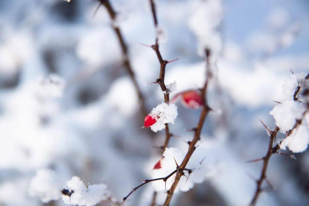 10首梅雪诗词