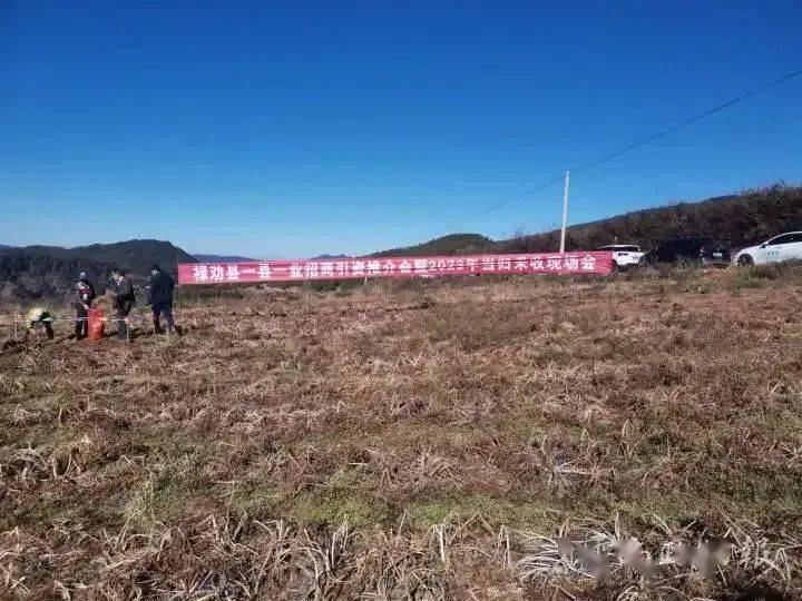 科技助力乡村振兴 | 科技赋能促进禄劝县马鹿塘乡一县一业招商引资