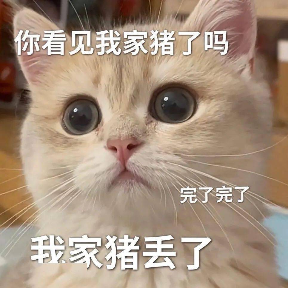 不回消息猪丢了表情包图片