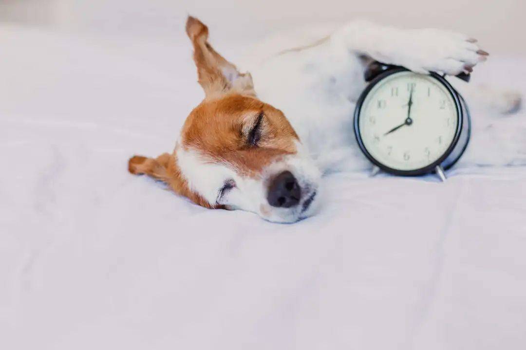 最新研究:赖床30分钟,有助改善身体疲惫_光照_影响_个体